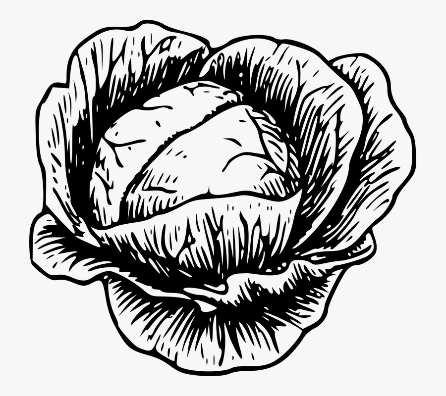 Cabbage, Vegetable, Vegetarian, Fresh, Organic, Veggies - Cabbage Clipart Black And White, Transparent Clipart