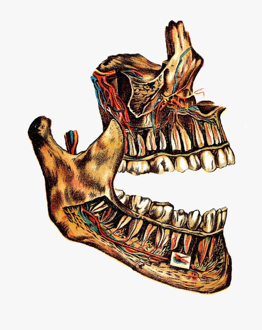 Antique Images Free Halloween - Human Teeth, Transparent Clipart