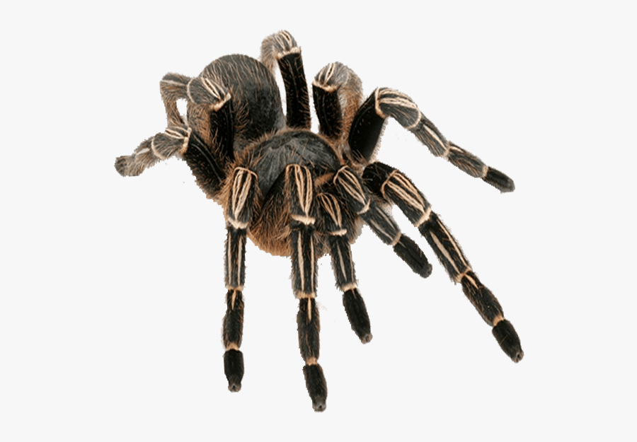 Zebra Tarantula - Beware Of The Tarantula Sign, Transparent Clipart