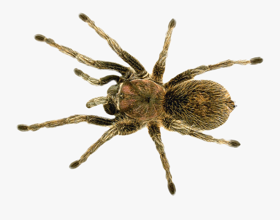 Spider Png Image - Wolf Spider House Spiders, Transparent Clipart