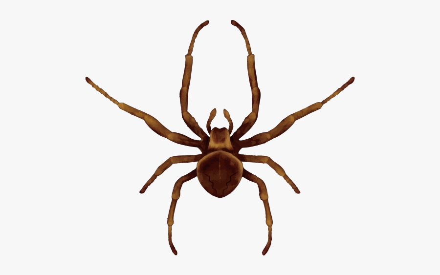 Spider Scary Clipart Insect Image And Transparent Png - Draw A Brown Recluse Spider, Transparent Clipart