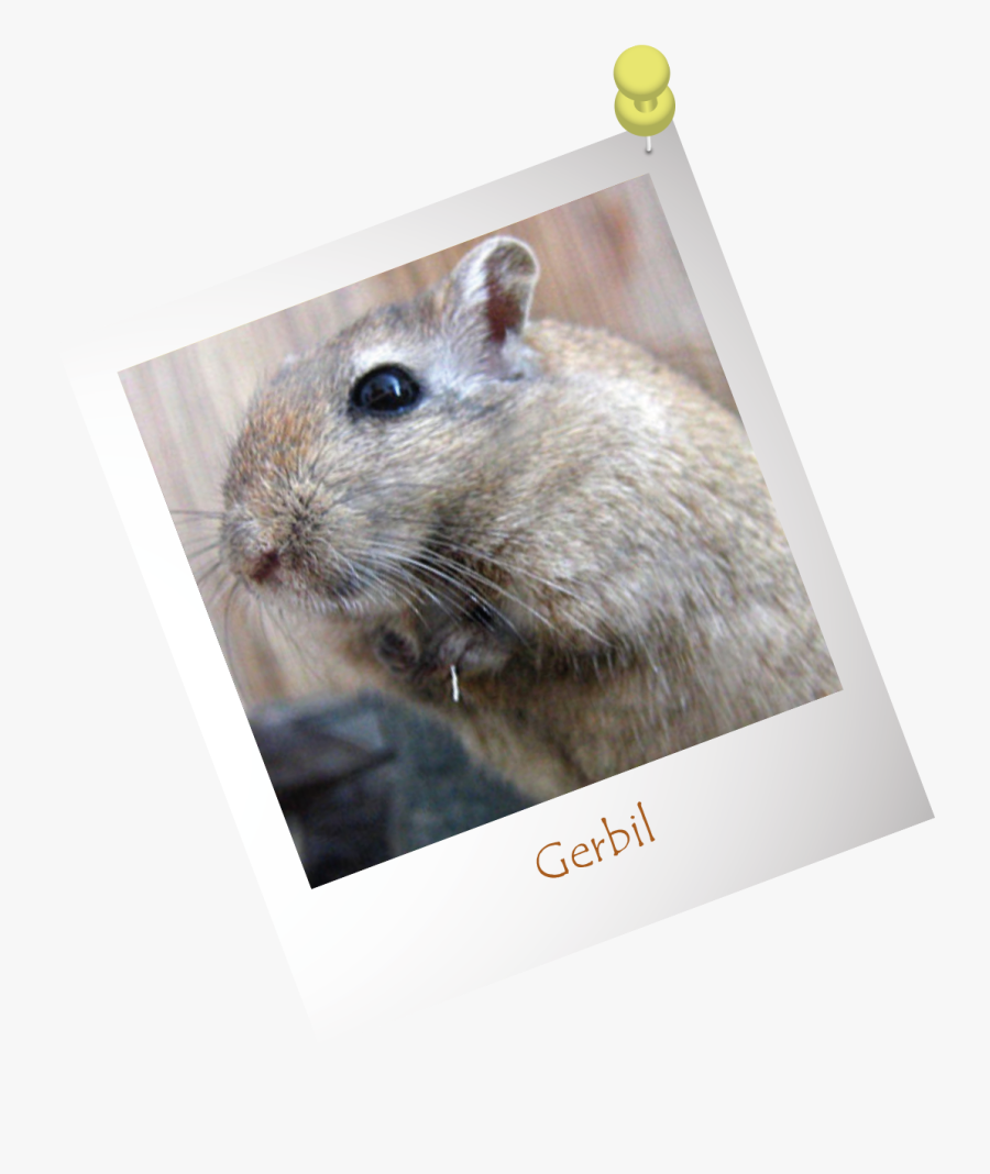 Gerbil - Kangaroo Rat, Transparent Clipart