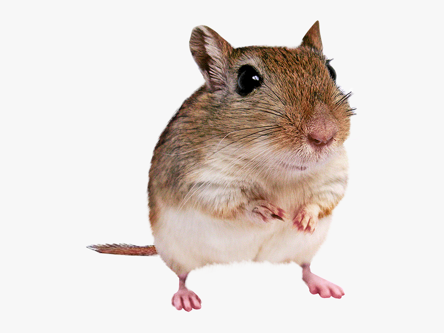 Mouse, Transparent Clipart