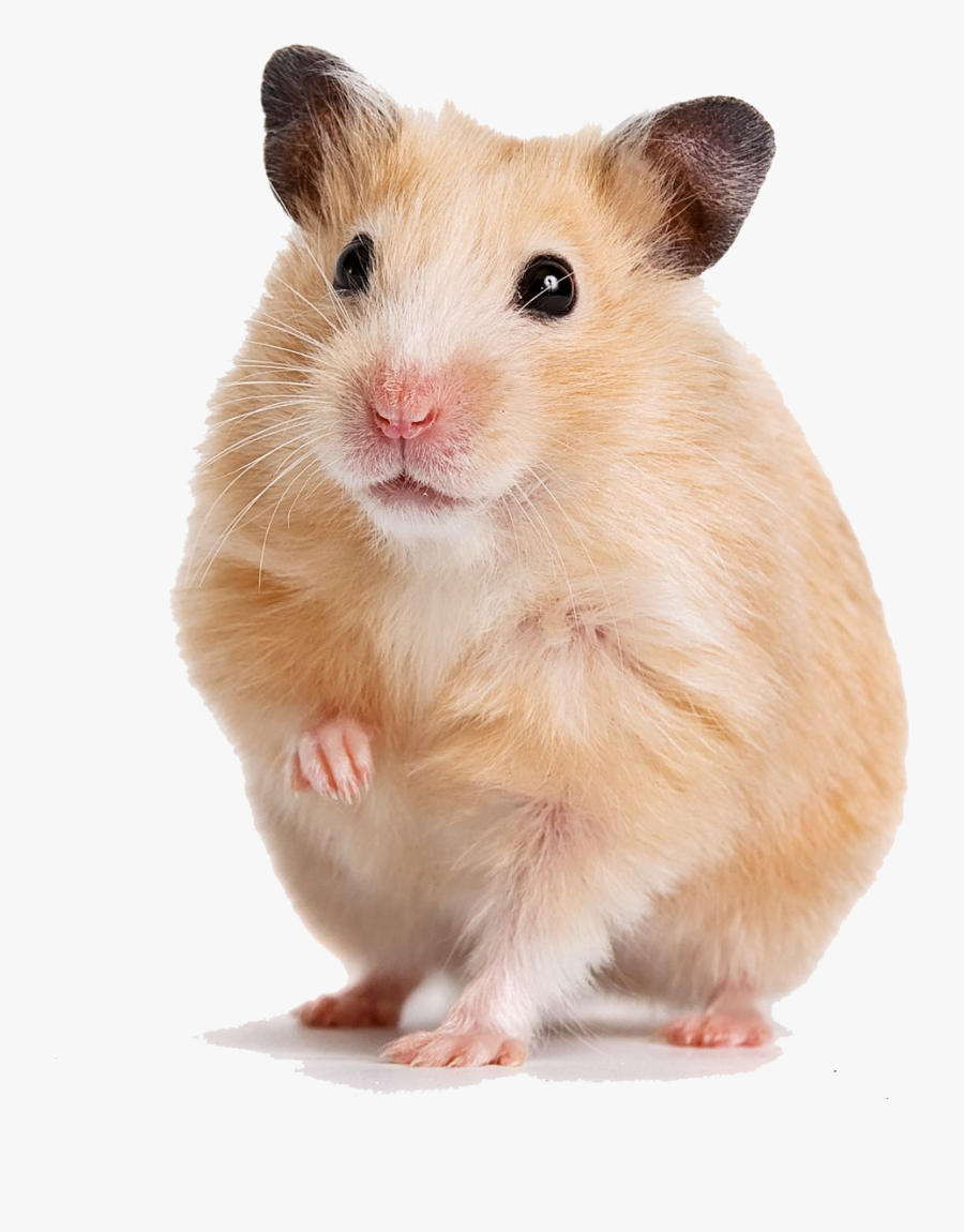 Transparent Gerbil Png - Syrian Hamster, Transparent Clipart