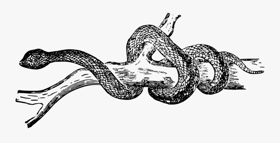 Transparent Creek Clipart Black And White - Branch Snake Art Snake, Transparent Clipart