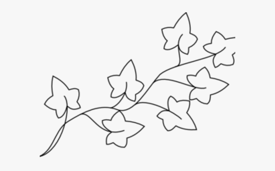 Ivy Coloring Page, Transparent Clipart