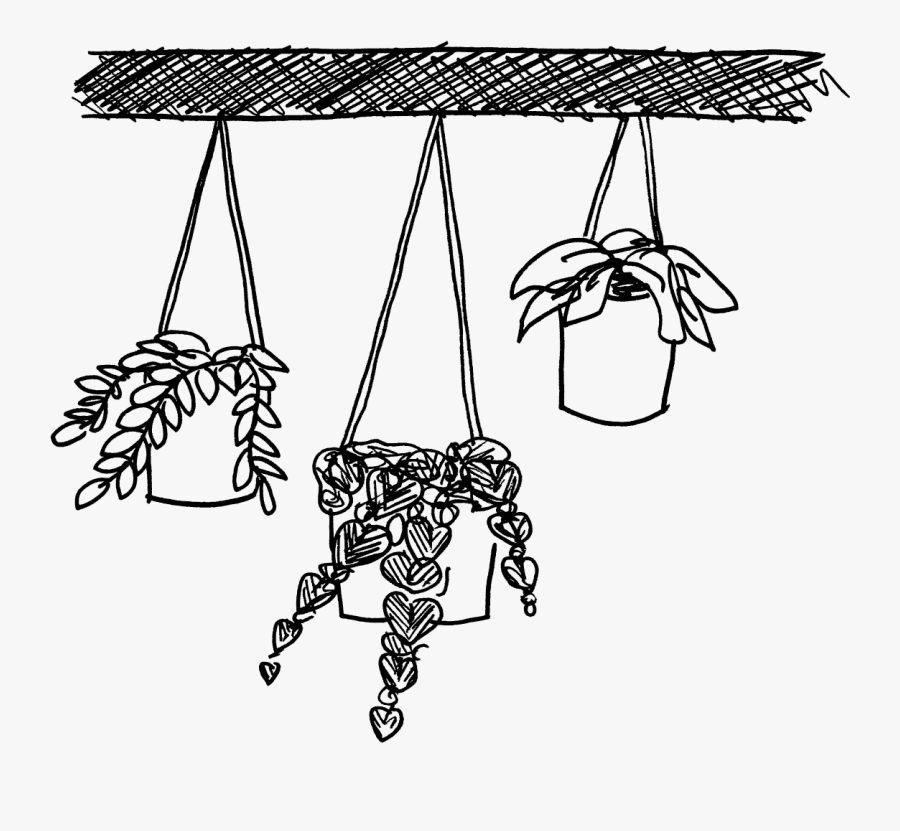 Hanging Plant Drawing Line Art Hanging Plants Black And White , Free