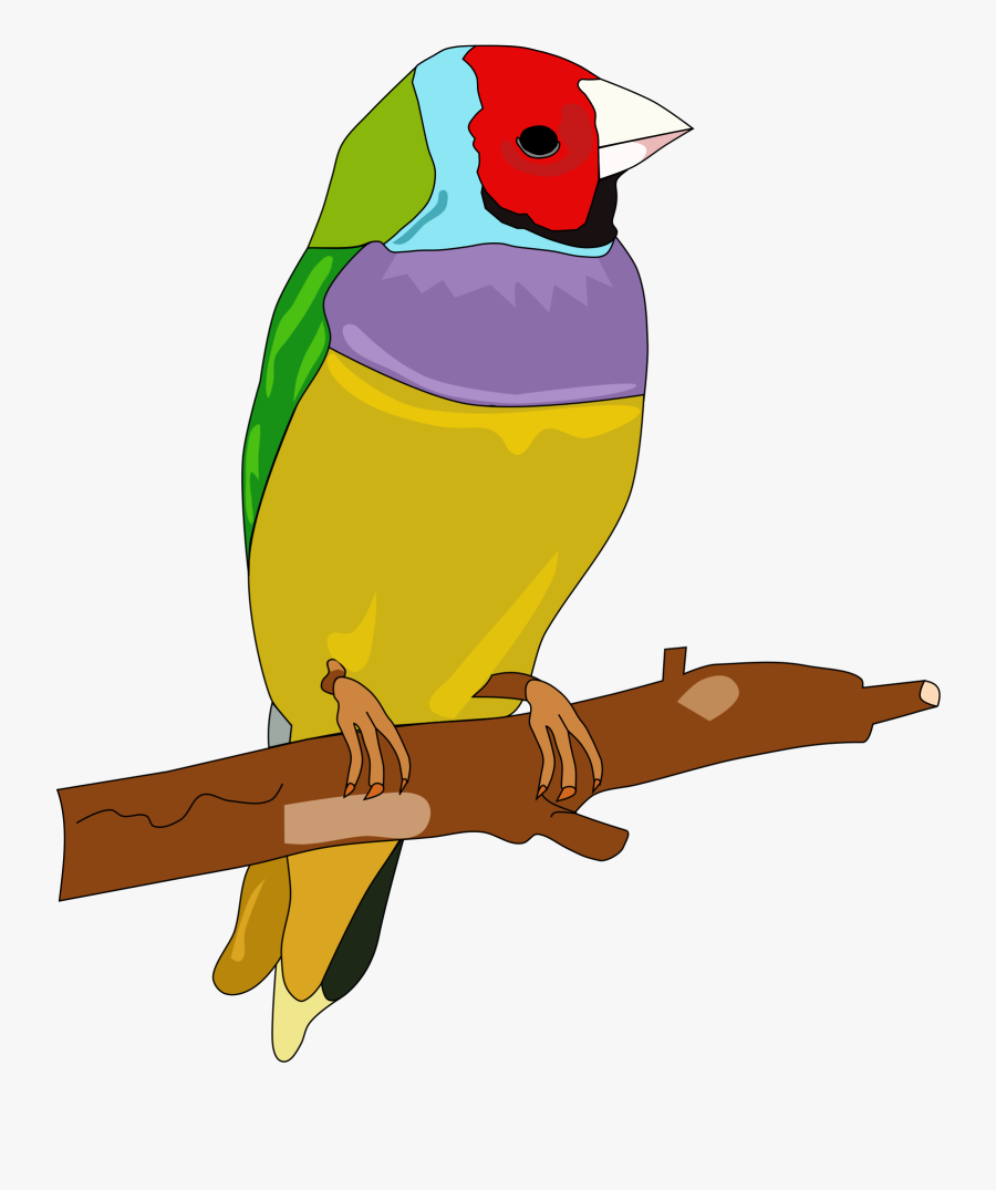 Budgie Clipart Parakeet - Gambar Burung Warna Warni, Transparent Clipart