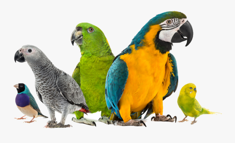 Toe Amputation Exotic Bird - African Grey And Macaw Size Comparison, Transparent Clipart