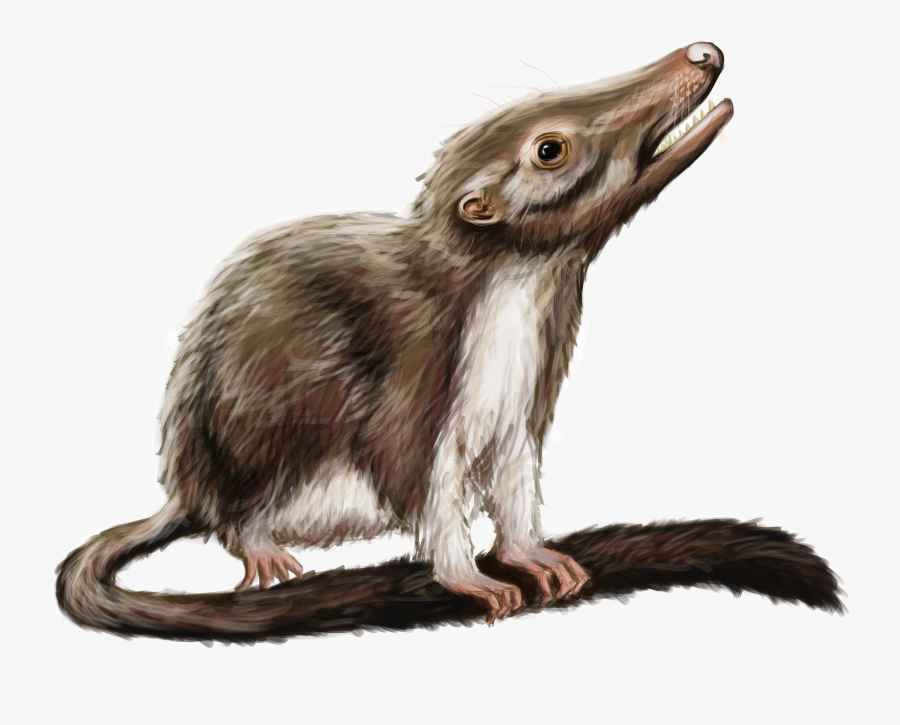 Filling In The Gaps In The Phylogenetic Tree Of Life - Ancestor Of The Hamster, Transparent Clipart