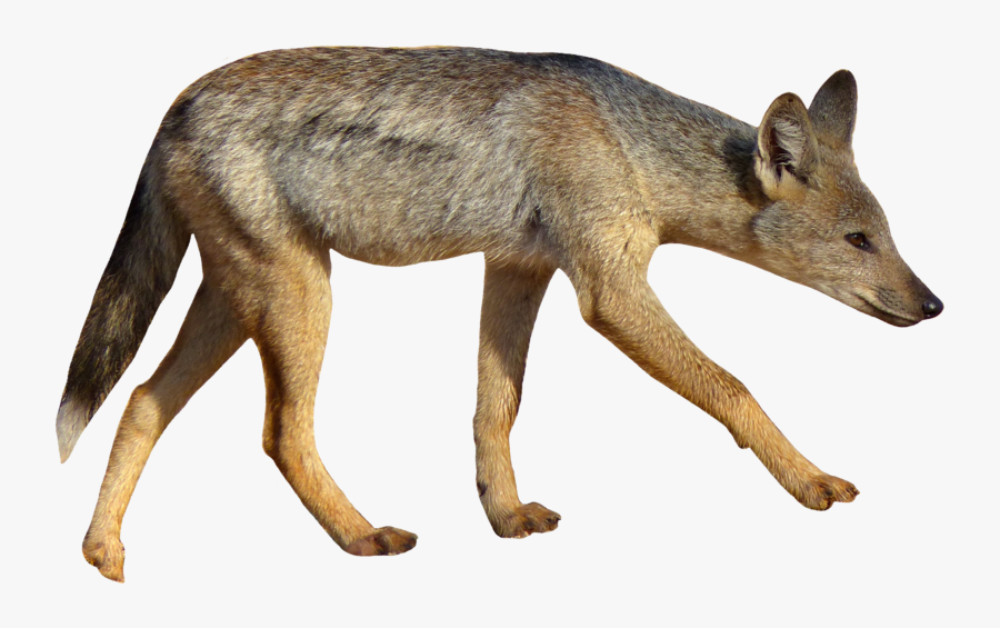 Jackal Png, Transparent Clipart