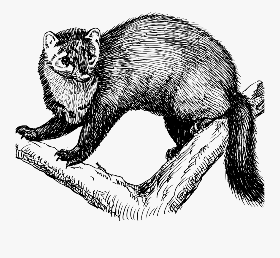 Mink,carnivoran,marmot - Bill Weld 2020 Fisher Animal, Transparent Clipart