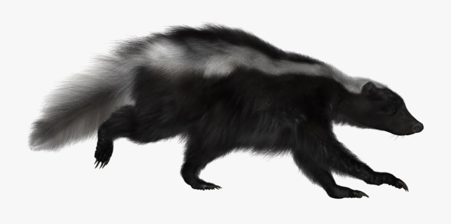 Transparent Skunk Png, Transparent Clipart