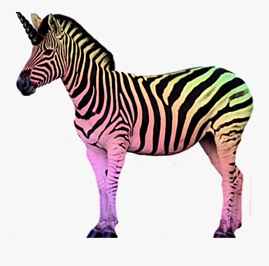 #rainbow #zebra #unizebra #magical #challenge - Imagem De Um Zebra, Transparent Clipart