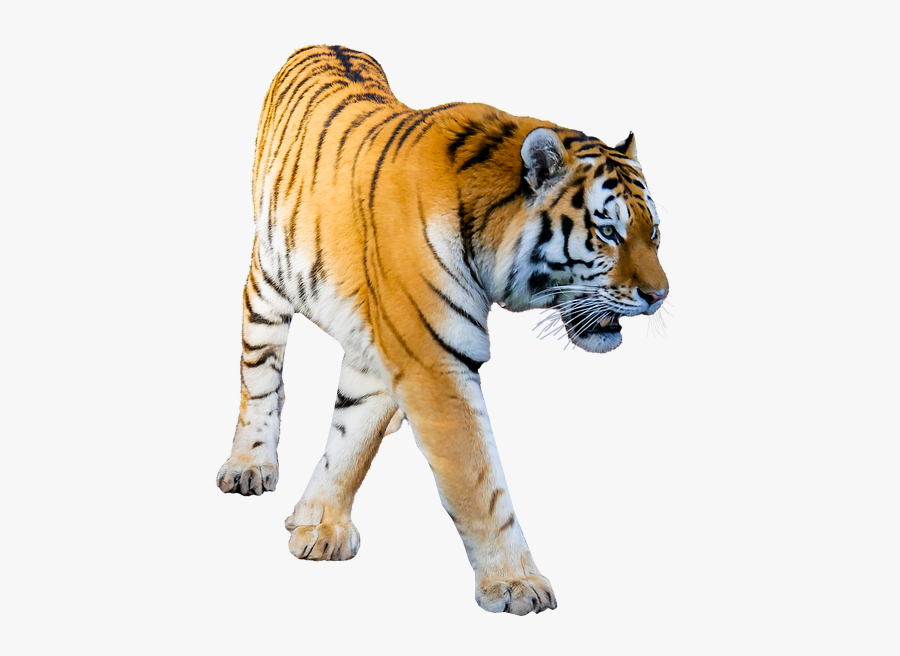 Prowling Tiger - Transparent Background Tiger Png, Transparent Clipart