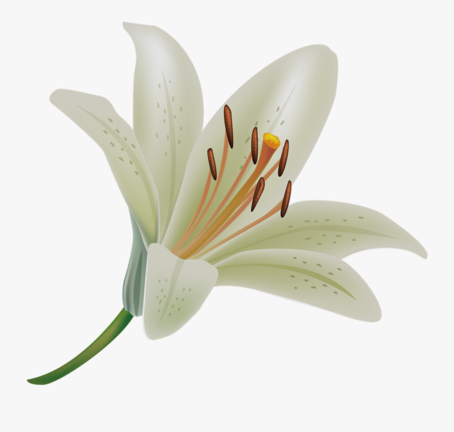 Fresh Collection Of Flower - Easter Lily With Transparent Background, Transparent Clipart