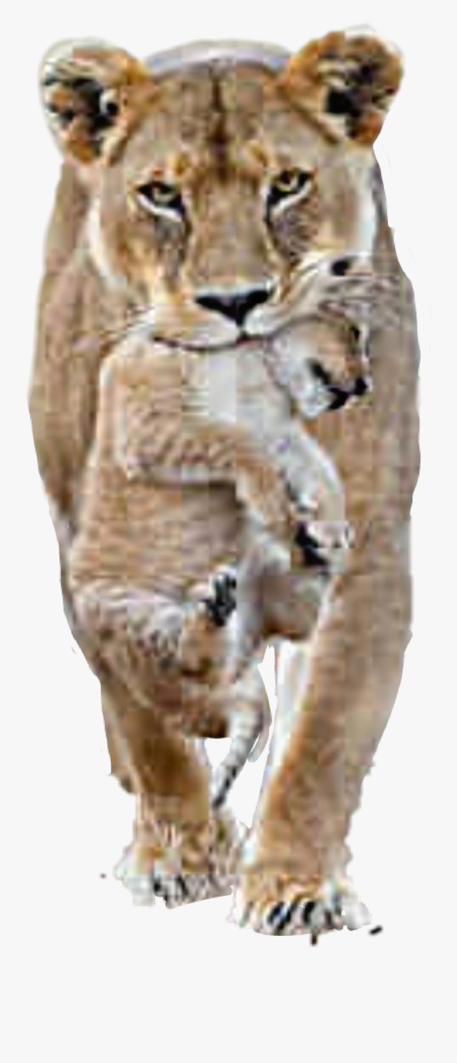 #lion #lioness #cub - Female Lion Male Lion, Transparent Clipart