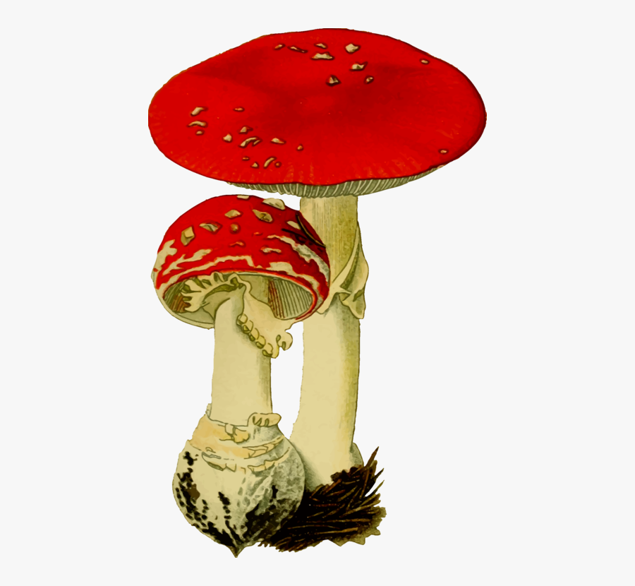 Table,hat,mushroom - Fly Agaric Clipart Hd, Transparent Clipart