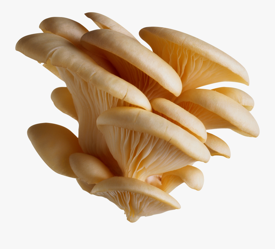 Clip Art Images Free Pictures White - Mushroom Png, Transparent Clipart