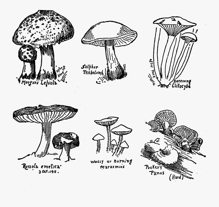Mushroom Fungi Botanical Art Drawings Illustration - Edible Mushroom, Transparent Clipart