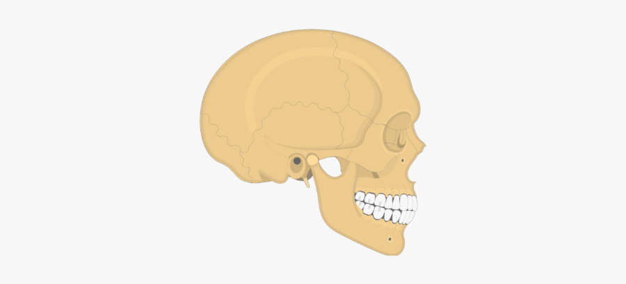 Skull Bones - Lateral View - Skull, Transparent Clipart