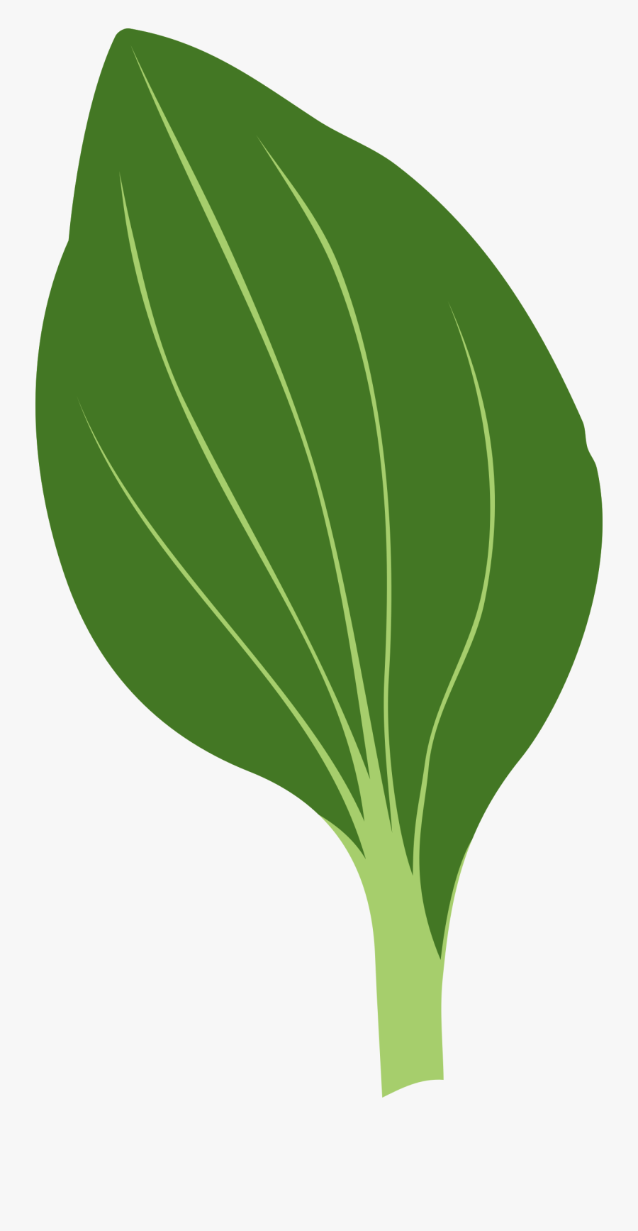Plantago Clip Arts - Green Leaf To Draw, Transparent Clipart
