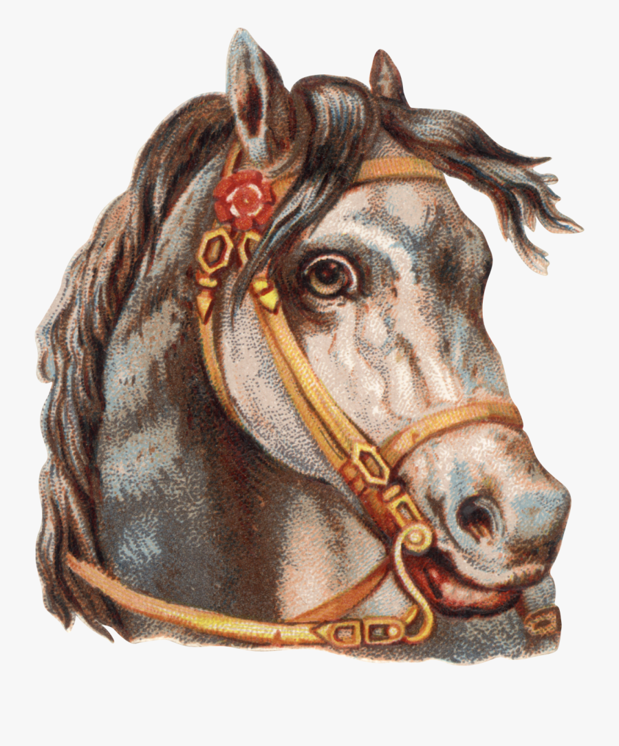 Transparent Horse Face Clipart - Horse, Transparent Clipart
