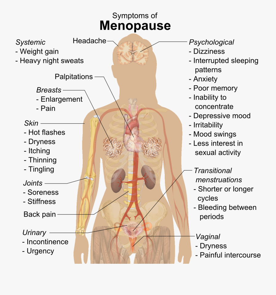 Clip Art Back Pain Diagram - Menopause Symptoms, Transparent Clipart