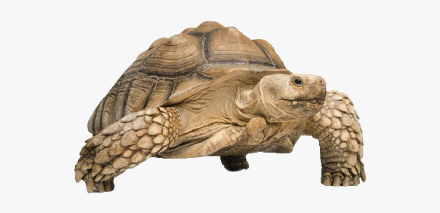 Sulcata Tortoise, Transparent Clipart