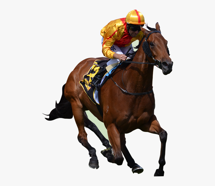 Race Horse Png - Horses Races Png , Free Transparent Clipart - ClipartKey