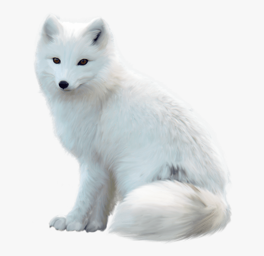 Arctic Fox Png , Free Transparent Clipart - ClipartKey