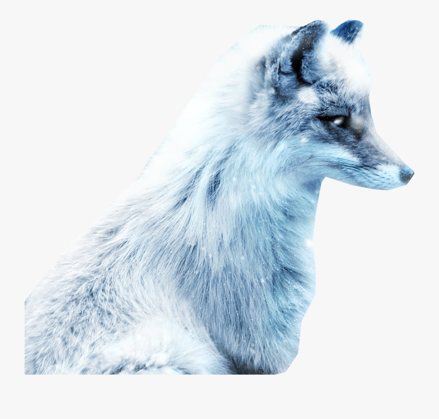 Arctic Snow Fox Png Image - Snow Fox, Transparent Clipart