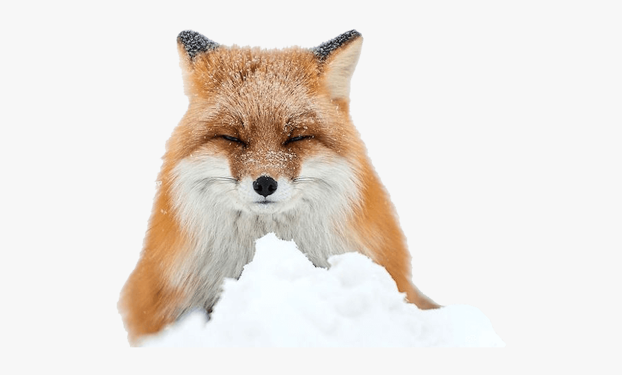 Fox In Snow Photography, Transparent Clipart