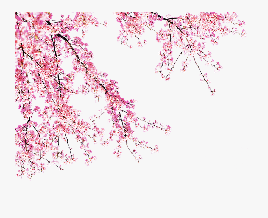 Blooming Peach Tree - Transparent Background Cherry Blossom Png , Free