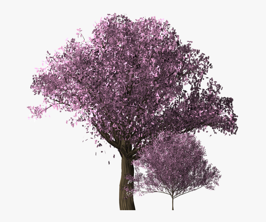 Transparent Cherry Blossoms Png Tree, Transparent Clipart