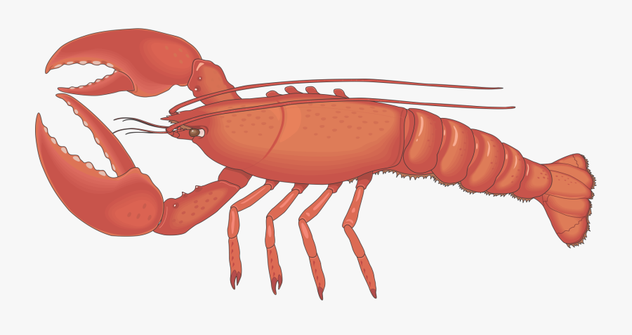 Transparent Lobster Claw Clipart - Lobster Clipart, Transparent Clipart