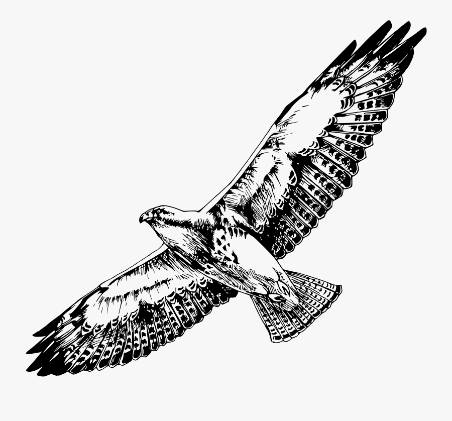 Birds Of Prey Clipart, Transparent Clipart