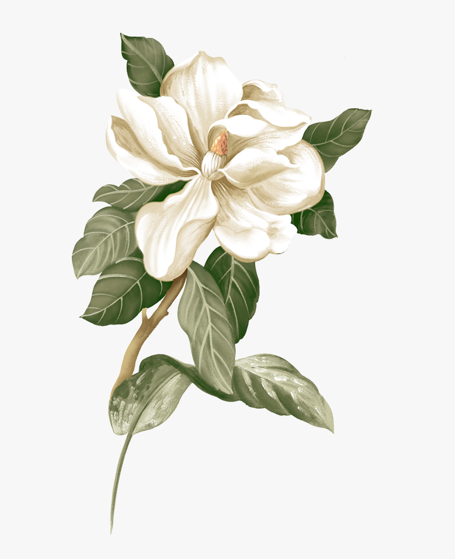 Transparent Gardenia Clipart - Jasmine Flower Png, Transparent Clipart