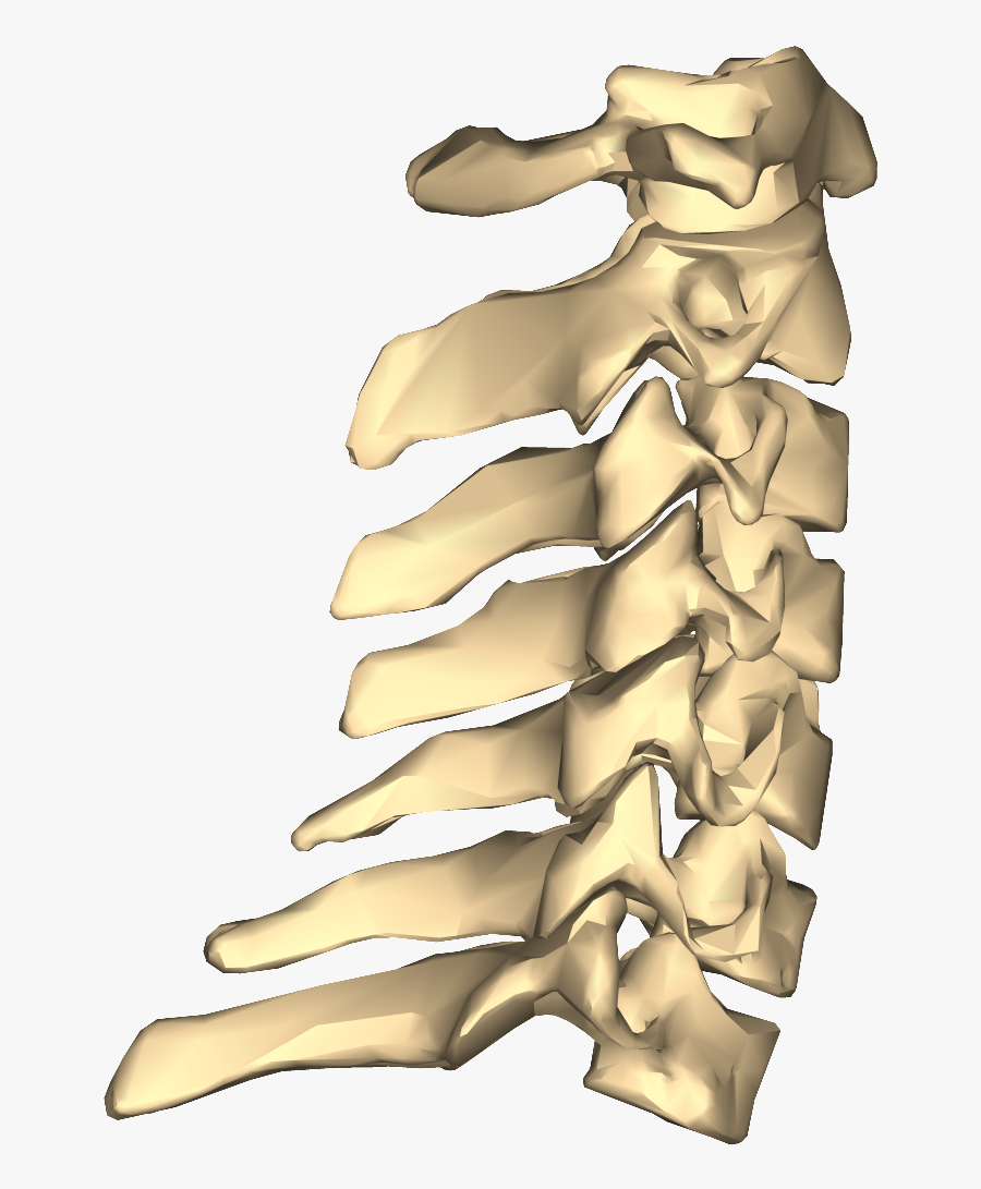 Http - //www - Johnthebodyman - Com/wp Vertebrae Close - Vertebras Png, Transparent Clipart