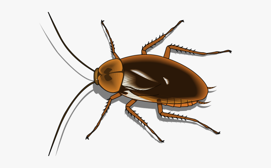 Cockroach Clipart Pest - Transparent Cockroach Vector Png, Transparent Clipart