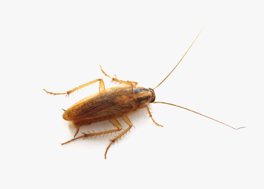 Roach Png - Insects That Look Like Roaches, Transparent Clipart