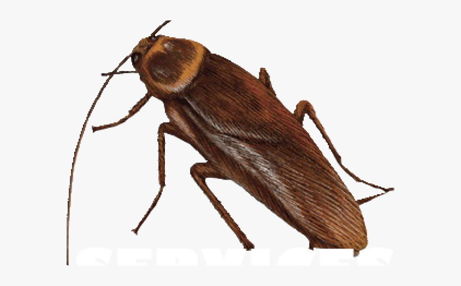 Transparent Roach Clipart - Longhorn Beetle, Transparent Clipart