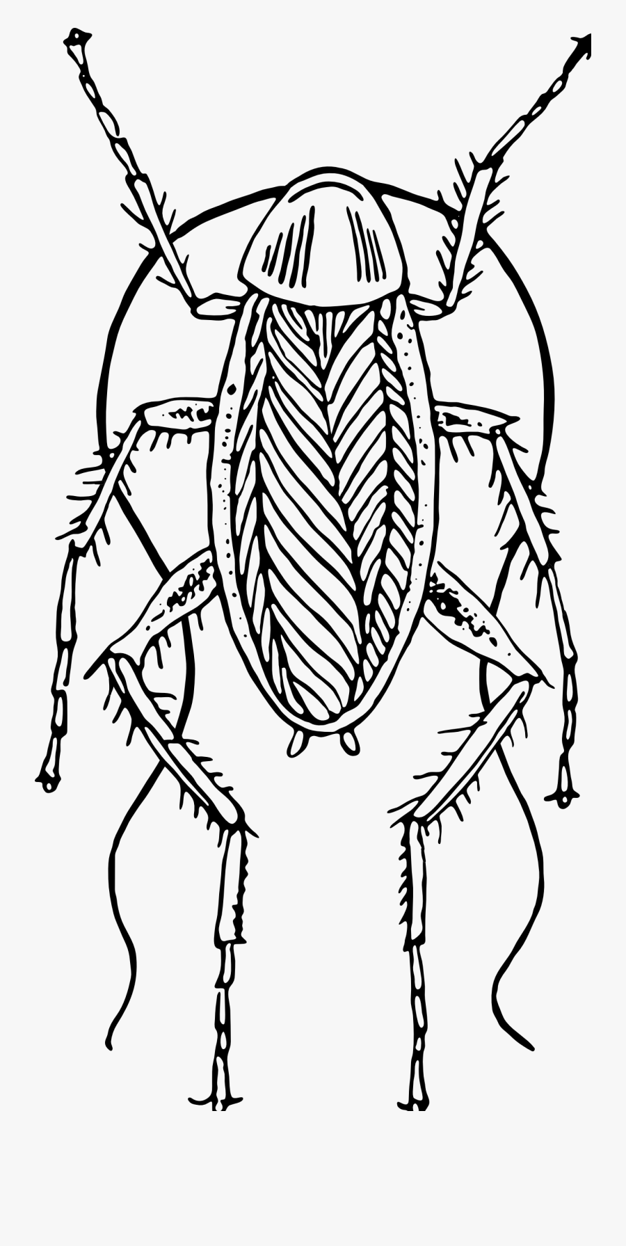 Cockroach Clipart Hostted - Cockroach Clipart Black And White Png, Transparent Clipart