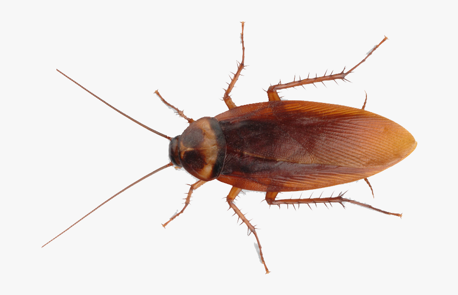 American Cockroach Insect Pest Control - Earwig North Carolina, Transparent Clipart