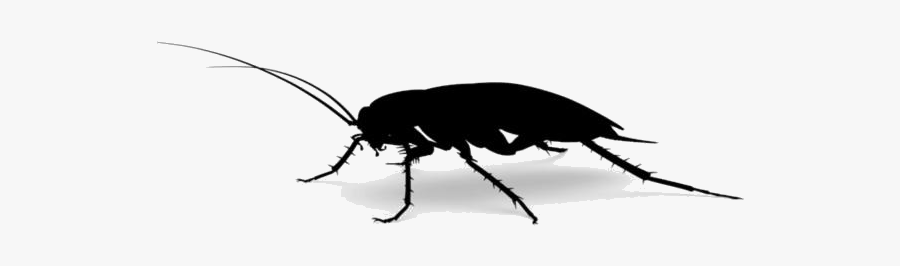 Roach Png Image For Download - Mosquito, Transparent Clipart