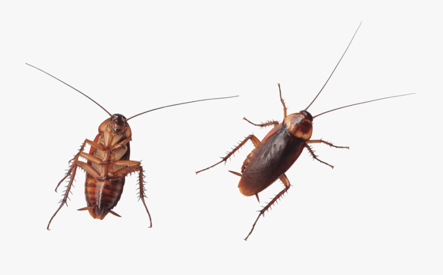 Transparent Roach Png - Cockroach Stock, Transparent Clipart