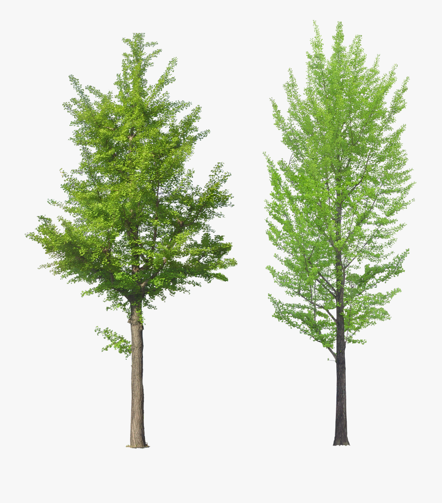 Tree Front View Png, Transparent Clipart