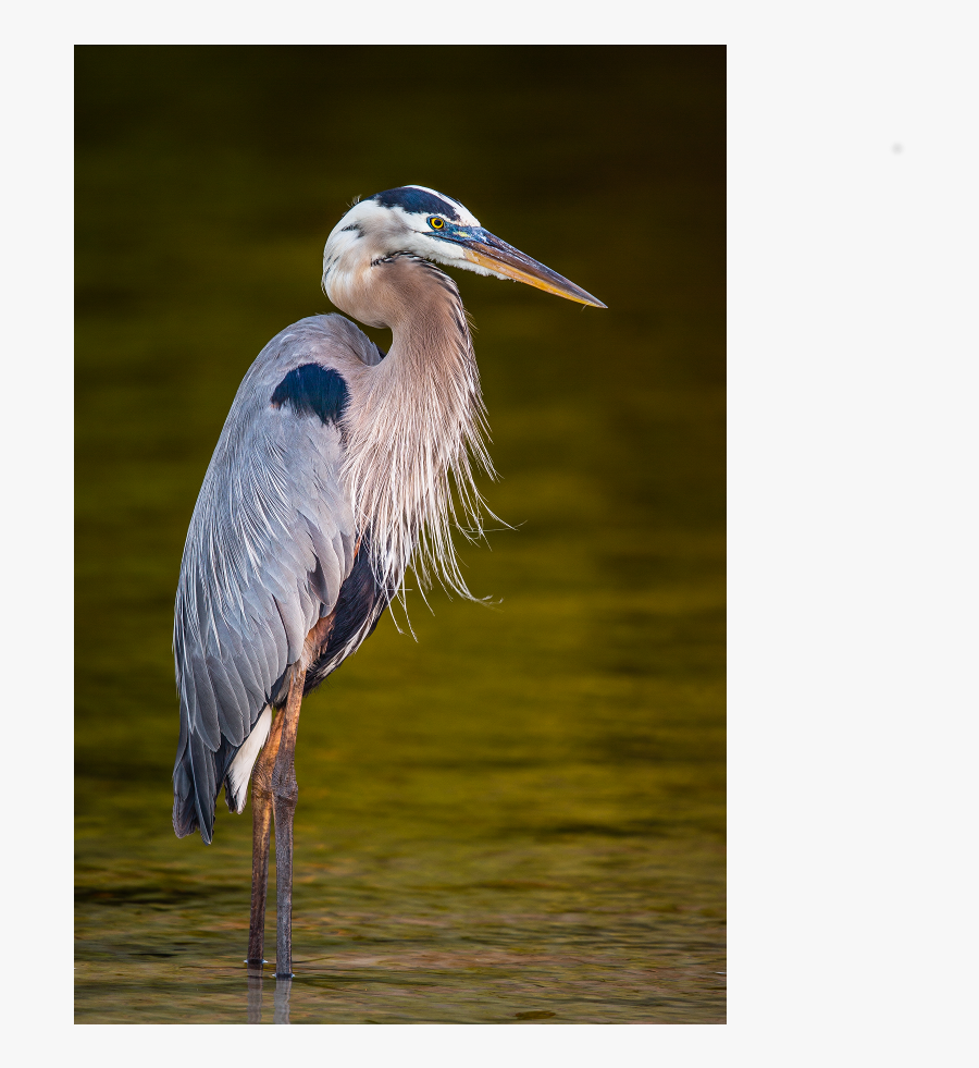 Transparent Great Blue Heron Clipart - Great Blue Heron, Transparent Clipart