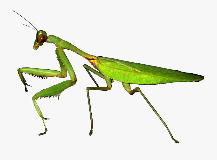 Mantis Png - Différence Entre Sauterelle Et Mante Religieuse, Transparent Clipart