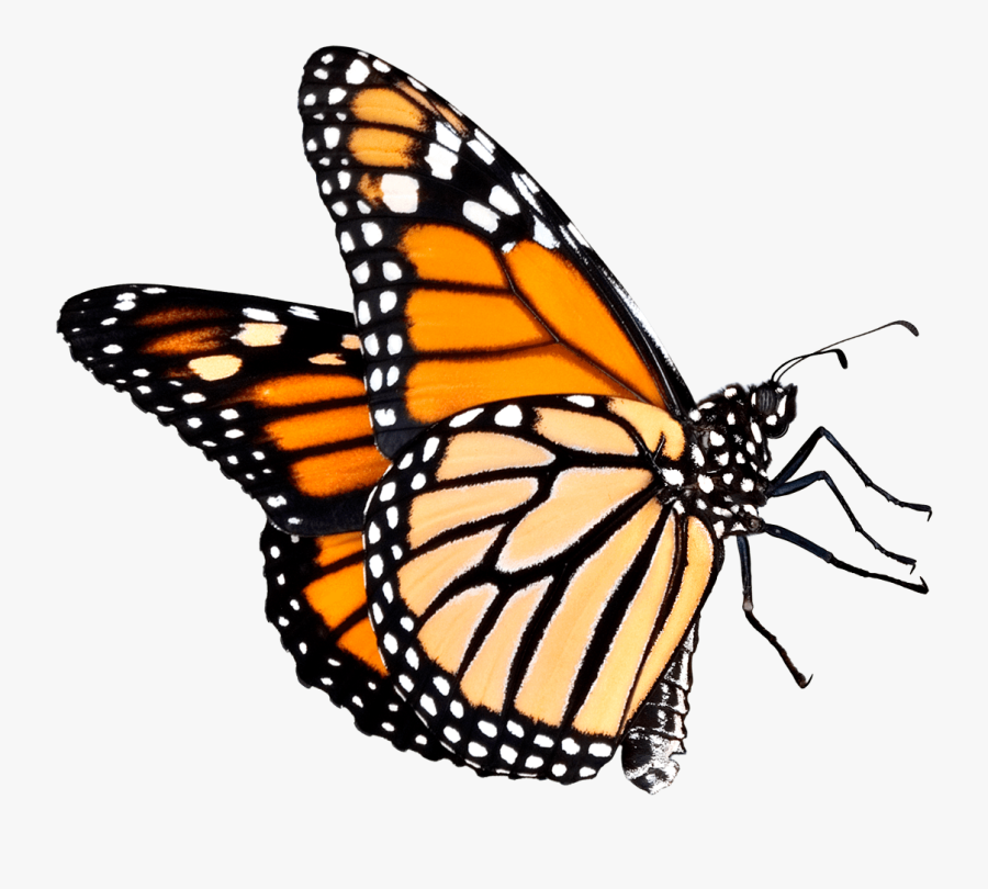 Butterfly Outline Clipart Transparent Background - Monarch Butterfly Transparent Background, Transparent Clipart
